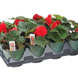 PF Tray of #4.5 Pot Non Stop Bright Red Begonia's