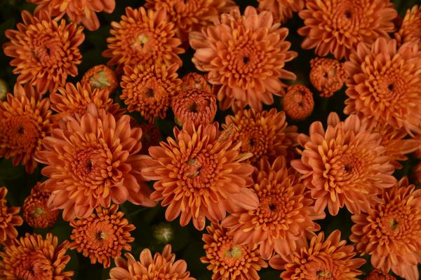 Mum chrysanthemum x morifolium Ursala Greenhouses Lucas Orange Fancy 