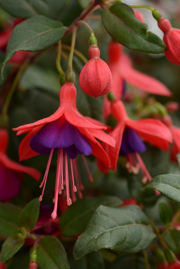 Fuchsia hybrid Bellinto Compact Red Violet Lucas Greenhouses