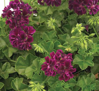 Geranium Ivy pelargonium peltatum Contessa Purple | Lucas Greenhouses