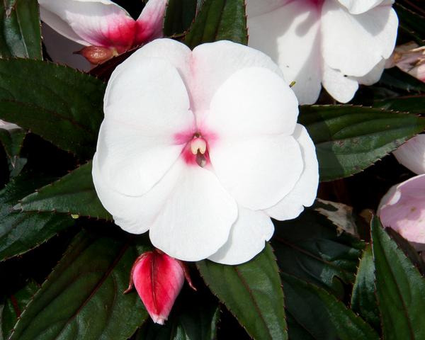 ColorPower™ Salmon Pink New Guinea Impatiens