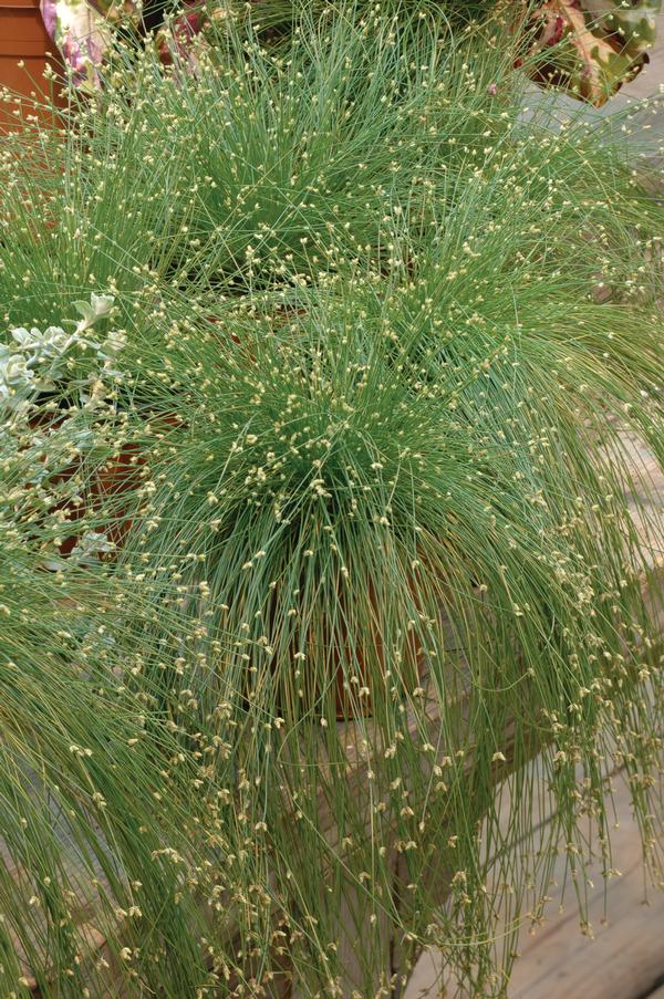 Ornamental Grass isolepis cernua Isolepsis Live Wire | Lucas Greenhouses